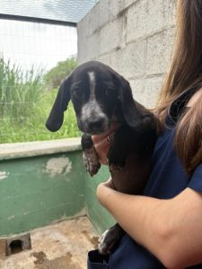 Adote um Pet_Tivoli_280226_Divulgação (3)