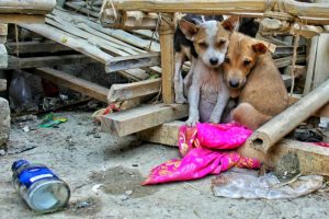 Gama reforça canal de denúncias de maus-tratos a animais