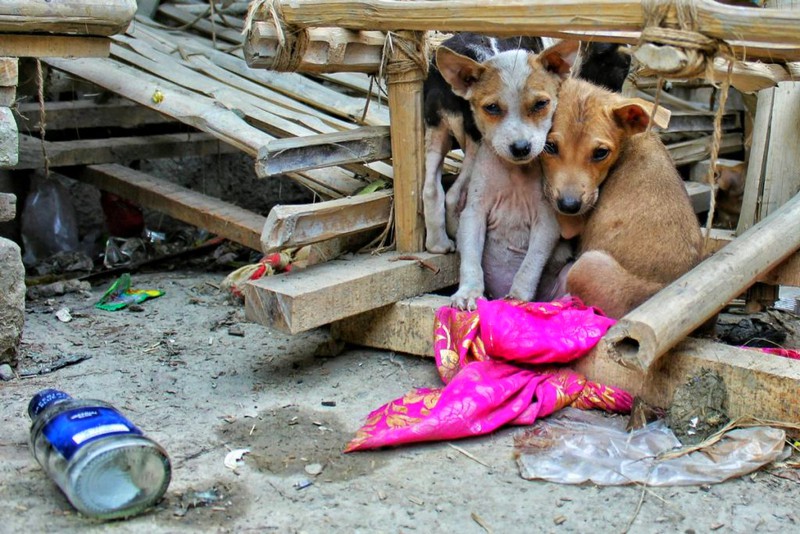 Gama reforça canal de denúncias de maus-tratos a animais