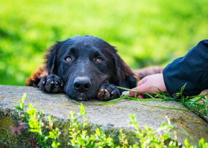 Governo de SP autoriza sepultamento de cães e gatos em jazigos familiares
