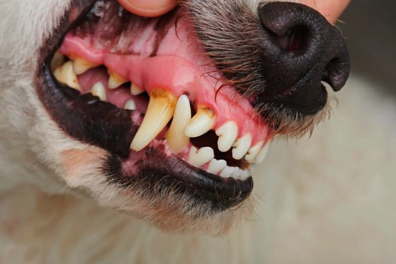 Homem é encontrado morto com sinais de ataque de animal em Sumaré