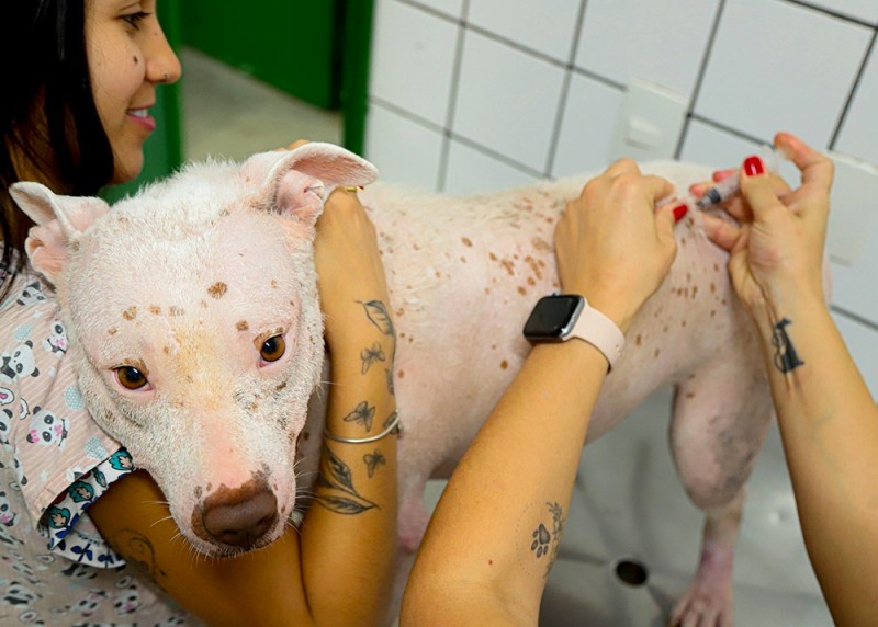 Santa Bárbara segue com ponto fixo para vacinação antirrábica