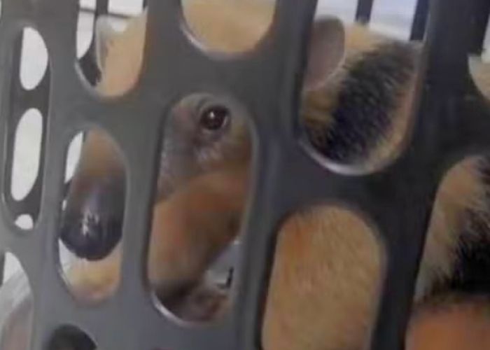 Tamanduá-mirim é capturado em quintal de residência em Sumaré