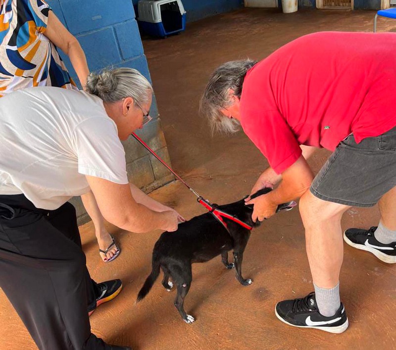 Zoonoses de Sumaré vacina 71 pets na rotina antirrábica