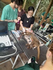 parque-americana-animal-medico