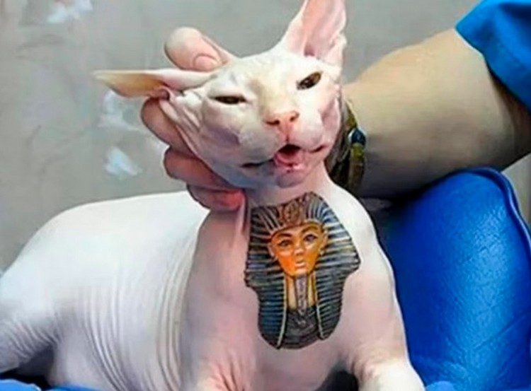 Câmara aprova projetos que ampliam proteção animal em Sumaré