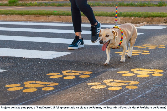 Câmara aprova projetos que ampliam proteção animal em Sumaré