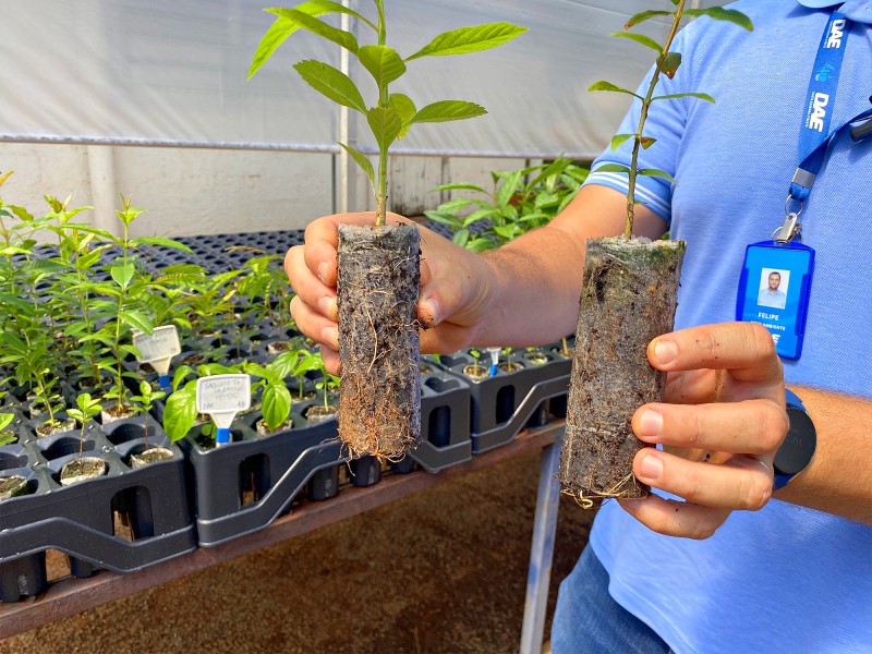 DAE SBO adota tecnologia sustentável na produção de mudas