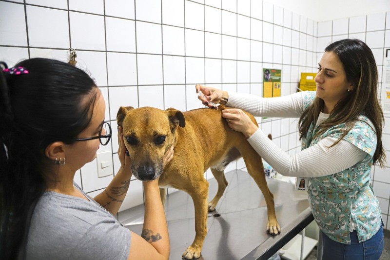 Falta de vacina antirrábica suspende imunização em Santa Bárbara