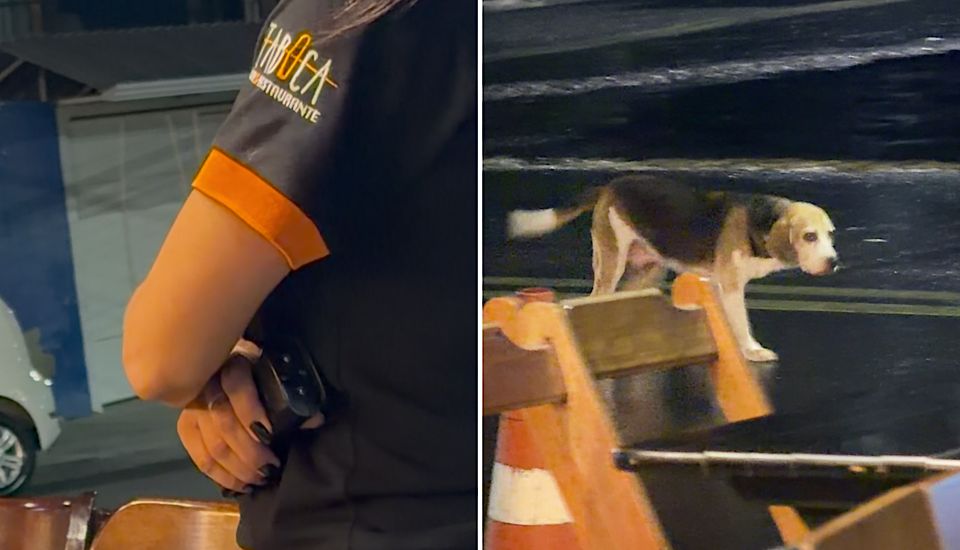 Funcionários de restaurante em Americana usam aparelho ultrassônico para afastar cachorro