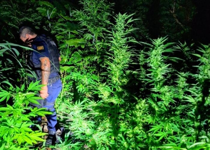 GCM localiza plantação de maconha em Nova Odessa