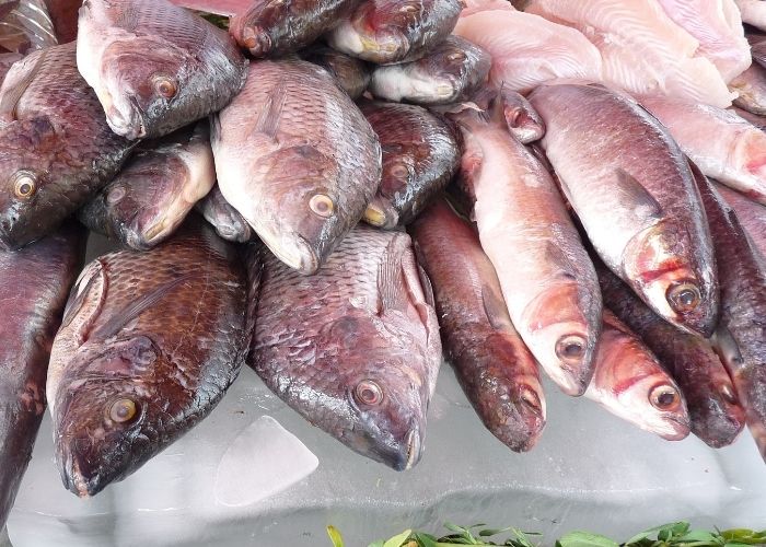 Procon Americana orienta compra de pescados na Semana Santa
