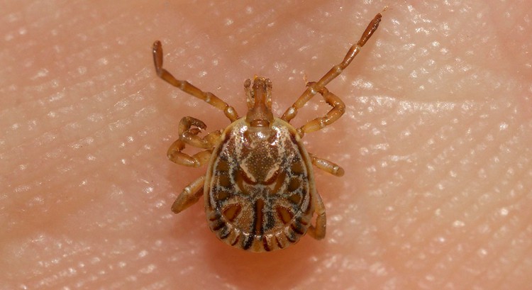 Sumaré cria programa permanente de prevenção à febre maculosa