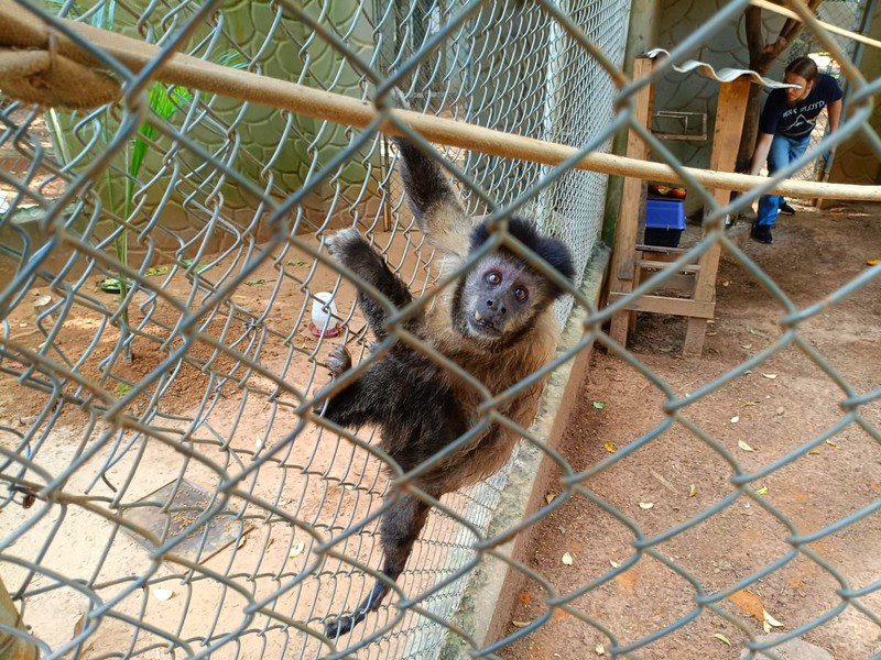 Macaco-prego ferido é resgatado pela GCM em Americana