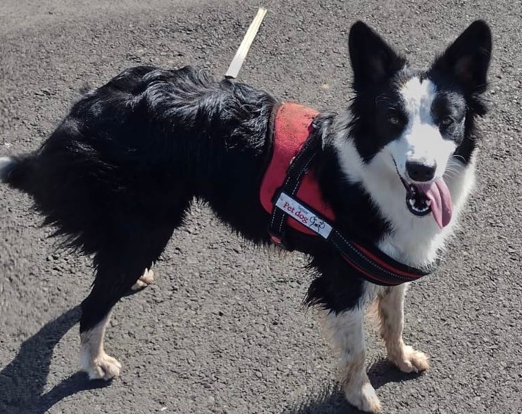 cachorra-panda-perdida-americana