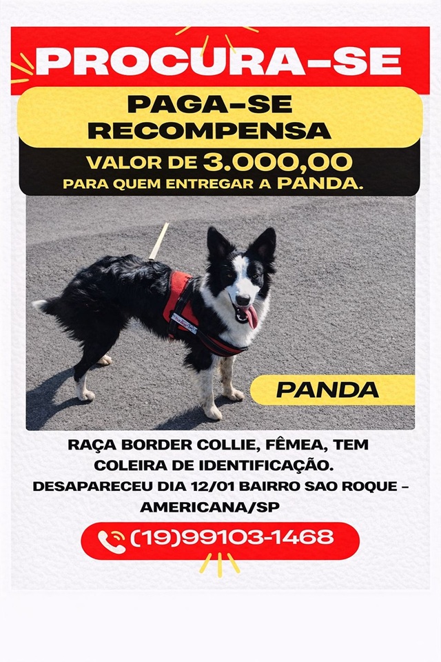 cachorra-perdida-americana