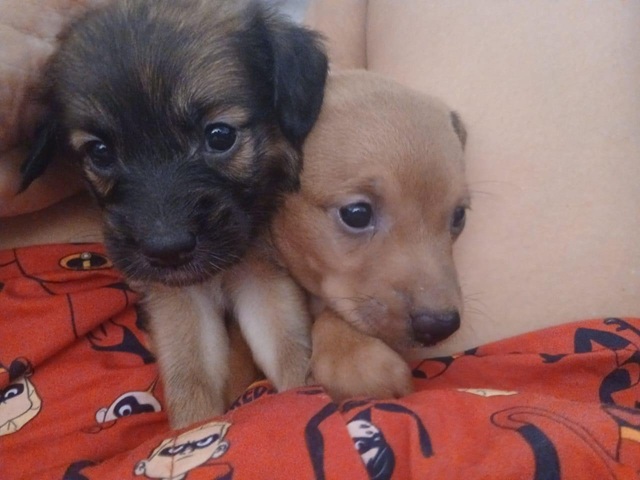 Adote um Pet_Tivoli_11abr26_DivulgaÃ§Ã£o (2)