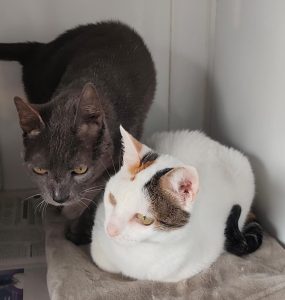 Adote um Pet_Tivoli_11abr26_Divulgação (1)