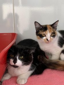 Adote um Pet_Tivoli_250426_Divulgação (2)