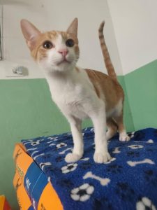 Adote um Pet_Tivoli_250426_Divulgação (3)