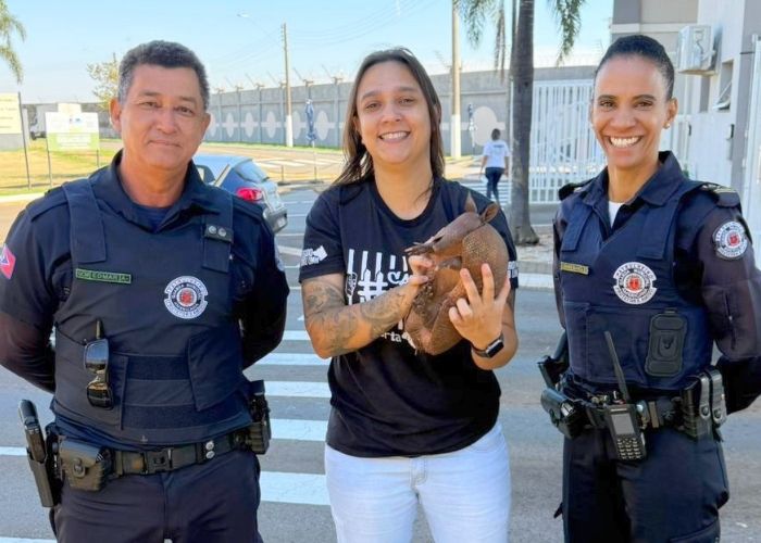 GPA resgata tatu ferido em condomínio de Americana