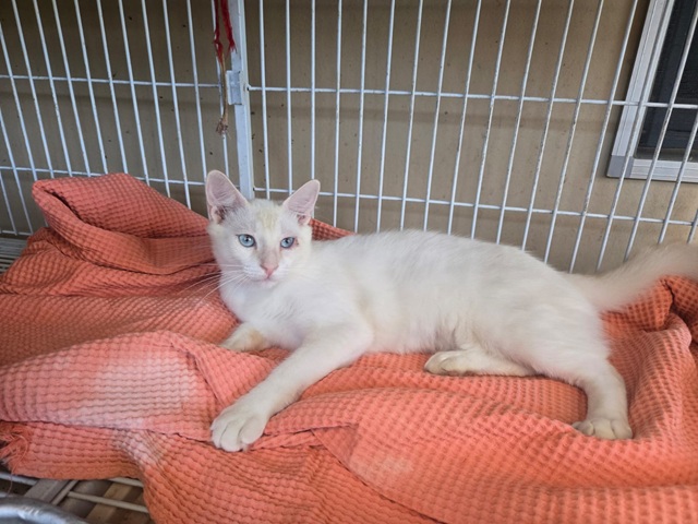 Gatinhos - ONG Viralatinhas (3)