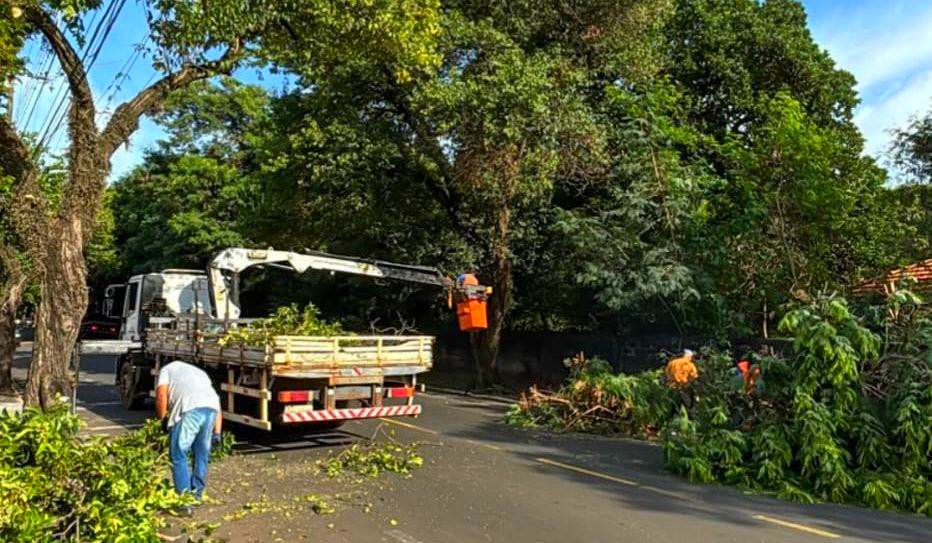 Nova Odessa intensifica poda preventiva de árvores