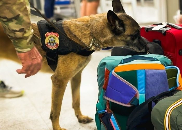 PF apreende 100 kg de cocaína no Aeroporto de Guarulhos