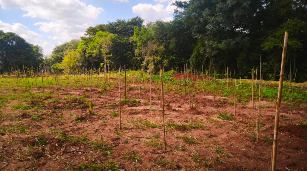 Sumaré planta 1,6 mil mudas e recupera área da represa do Marcelo