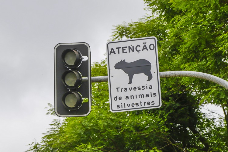 Vereadora pede redutores e placas para proteger animais na Av. N. Senhora de Fátima