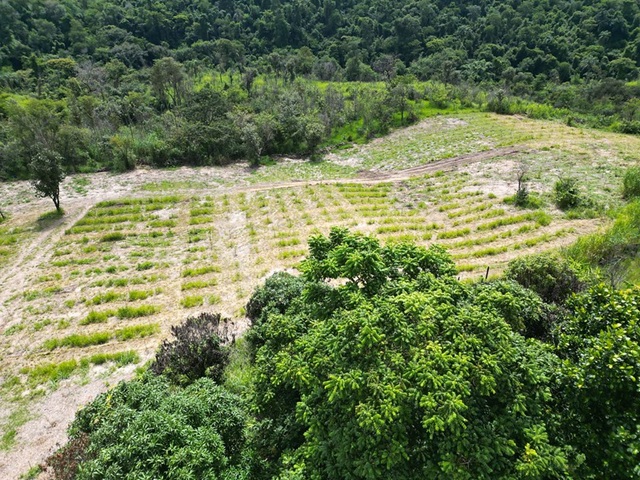 refloresta-americana (3)