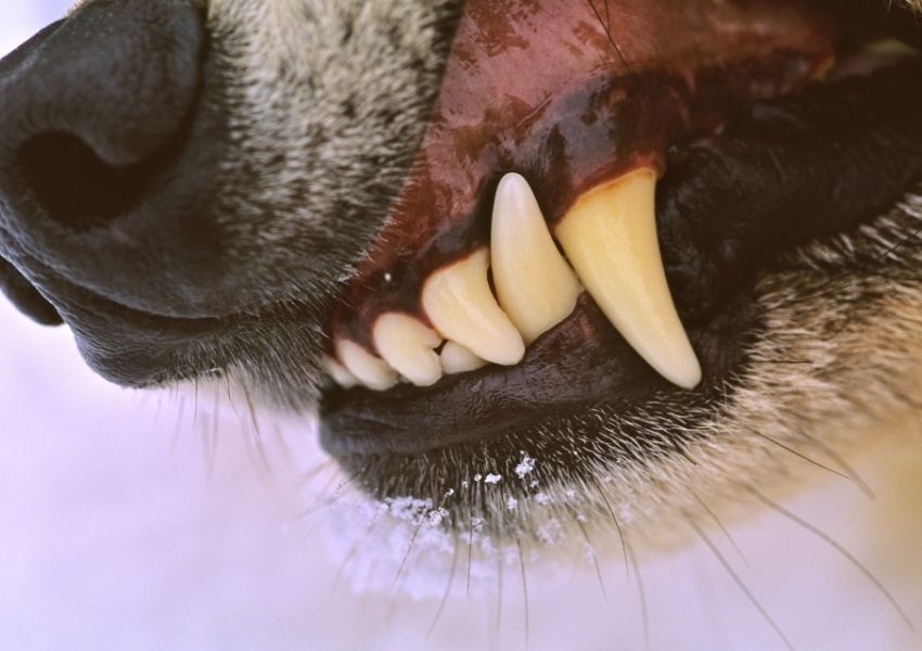 Cachorro invade escola e fere crianças em Sumaré