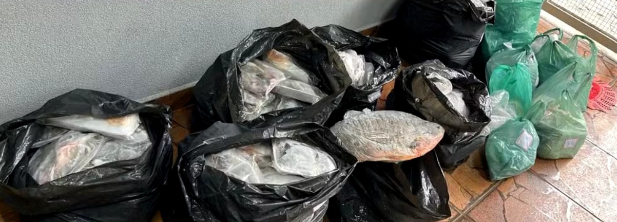 PM Ambiental apreende 215 kg de peixes em Americana 1 PM Ambiental apreende 215 kg de peixes em Americana