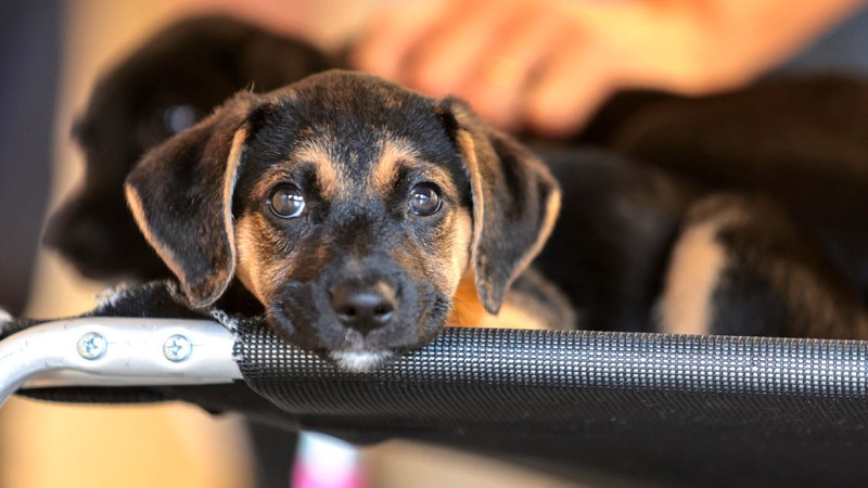 Sumaré promove feira de adoção animal nesse sábado