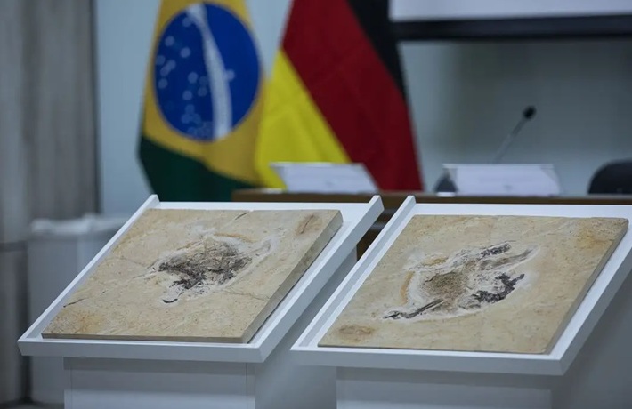 dinossauros-agencia-brasil
