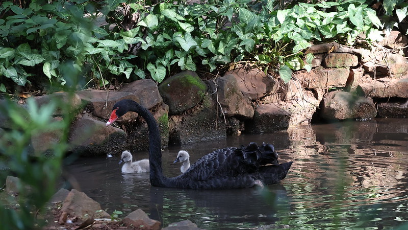 filhotes-cisne-negro