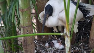 filhotes-ibis
