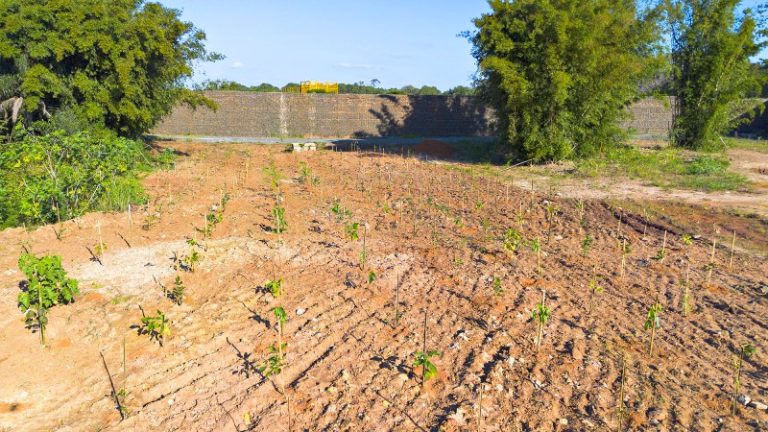 DAE planta 780 mudas em área da nova represa de SBO