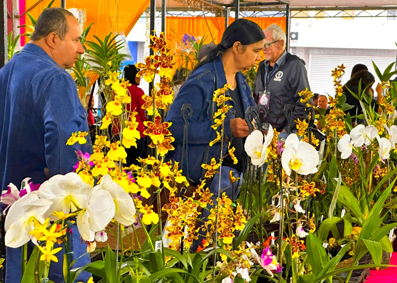 Festival das Orquídeas define expositores para edição 2026