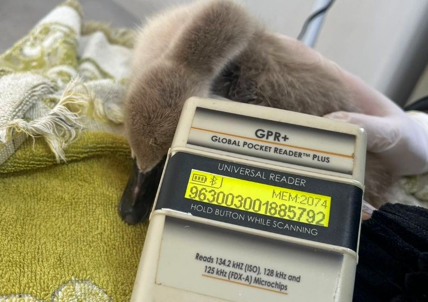 Filhotes de cisne-negro recebem microchip no Zoo Americana