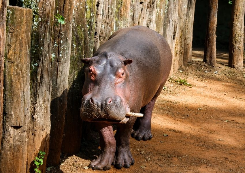 Moradores de Americana entram de graça no Zoo nesse fim de semana