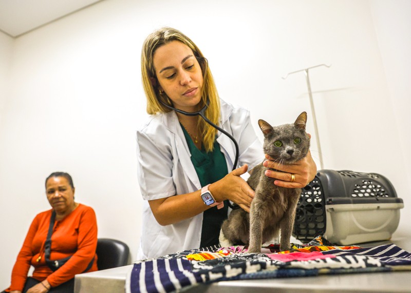SBO abre agendamento para castração gratuita de cães e gatos