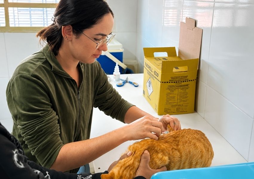 Sumaré abre agendamento para vacinação antirrábica de cães e gatos