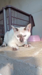 Adote um Pet leva 8 cães e gatos em busca de um novo lar ao Tivoli neste sábado 1 Adote um Pet_Tivoli_Divulgação_110726 (1)