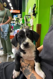 Adote um Pet leva 8 cães e gatos em busca de um novo lar ao Tivoli neste sábado 2 Adote um Pet_Tivoli_Divulgação_110726 (2)