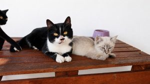Adote um Pet leva 8 cães e gatos em busca de um novo lar ao Tivoli neste sábado 3 Adote um Pet_Tivoli_Divulgação_110726 (3)