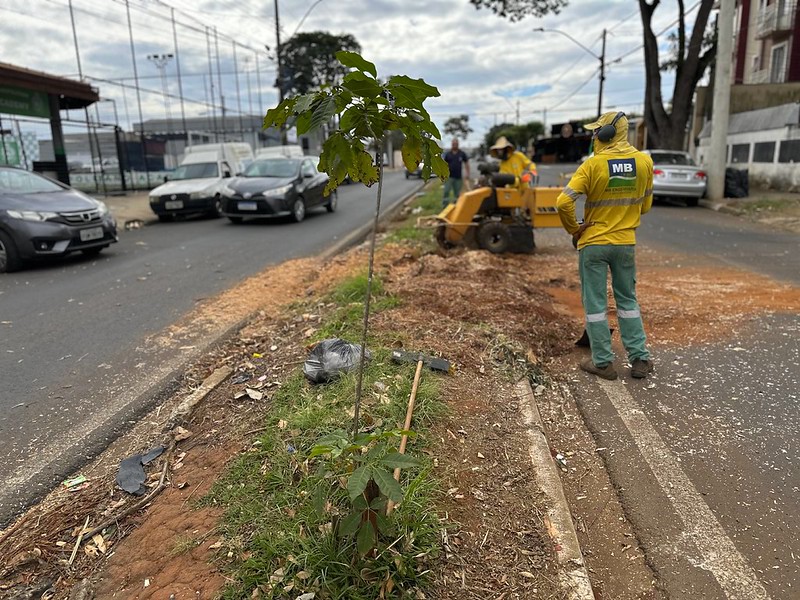 Americana amplia rearborização com plantio de 155 ipês brancos