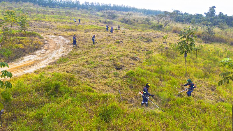 DAE recupera nascentes e amplia reflorestamento na represa Areia Branca