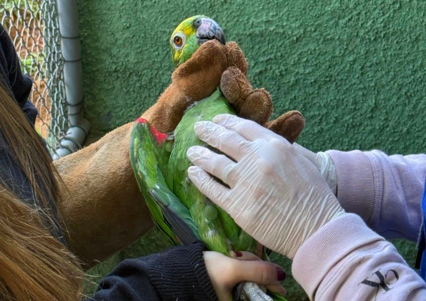 Parque Ecológico de Americana realiza manejo sanitário em tucanos e papagaios