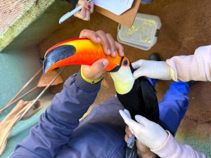 Parque Ecológico de Americana realiza manejo sanitário em tucanos e papagaios